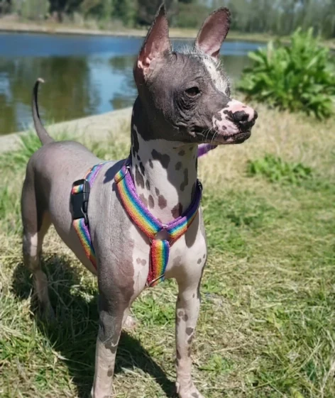 Perro xoloitzquintle Franky